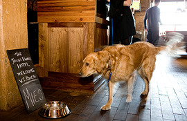 The Iron Horse Hotel pet friendly